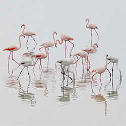 Pink in the making-Stefanos Kouratzis-finalist-NATURE-Wildlife -2628