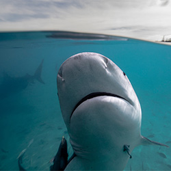 Chaluk goes BIMINI-Lukas Charwat-finalist-NATURE-Underwater -2629