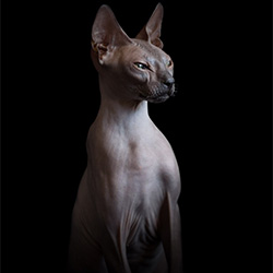 The Disturbing Beauty Of Sphynx Cats-Alicia Rius-silver-SPECIAL-Pets -3080