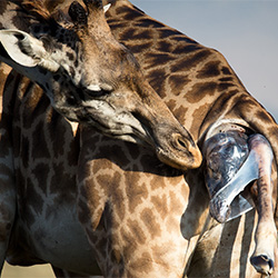 Giraffe giving birth-Andreas Knausenberger-bronze-NATURE-Wildlife -2438