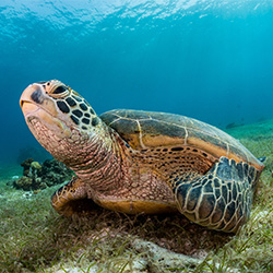 Green Sea Turtle on Sea Grass Bed-Noel Guevara-bronze-NATURE-Underwater -2441
