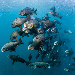Feeding Frenzy-Noel Guevara-finalist-NATURE-Underwater -2653