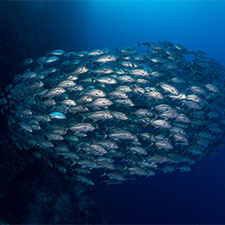 School of Jacks by the wall-Noel Guevara-finalist-NATURE-Underwater -2654