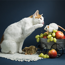Mouse wagon-Joyce Reinertson-finalist-SPECIAL-Pets -2673