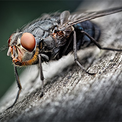 Wildlife, Insects.-Rod Hill-finalist-NATURE-Wildlife -2692