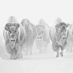 Powerful army-Panos Laskarakis-bronze-NATURE-Wildlife -2474