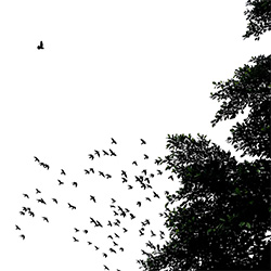 Free to fly-Chin Chia-finalist-SPECIAL-Special Cameras - iPhone-2768