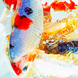 KOI 1-Steve Hoskins-bronze-ADVERTISING-Self-Promotion -2504