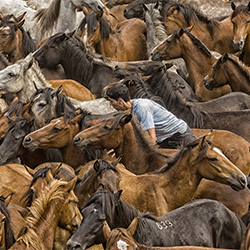 wild horses-Adolfo Enriquez-finalist-EDITORIAL-Personality -2805