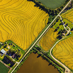 Rice Farm-Ed Cooley-finalist-NATURE-Aerial -2847