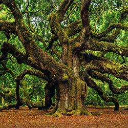 Angel Oak-Ed Cooley-finalist-NATURE-Trees -2848