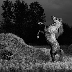 Caspian Stallion in rice field-Colin Barker-finalist-FINE ART-Portrait -2879