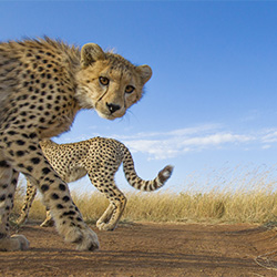 The Peeping Tom-Ashish Parmar-finalist-NATURE-Wildlife -2904