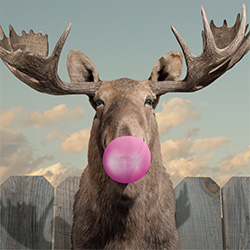 Bubblegum Bubble-jacob Watts-finalist-SPECIAL-Digitally Enhanced -2944