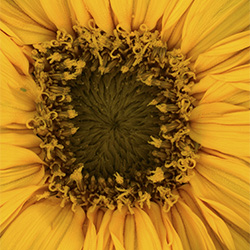 Circle of Life: Fresh or Dry-Sabrina Rouse-finalist-FINE ART-Abstract -2955
