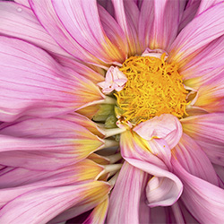 Circle of Life: Dahlias-Sabrina Rouse-finalist-NATURE-Flowers -2961