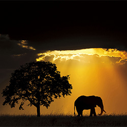 MAJESTIC ELEPHANT-Riya Sharma-finalist-NATURE-Landscapes -2975