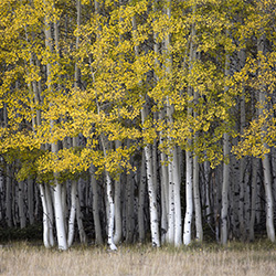 trees I-V-Argo Argel-finalist-NATURE-Trees -2982