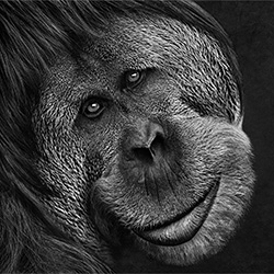 Orangutan-Alexandra Cearns-finalist-NATURE-Wildlife -2993