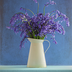 Irish Wildflowers-Madeleine Maria Weber-finalist-FINE ART-Still Life -3020