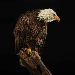 Birds of Prey-Chris Gordaneer-silver-NATURE-Wildlife -3823