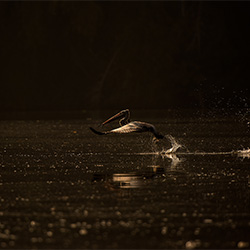 Morning light-Arvind Seshachalam-finalist-NATURE-Wildlife -3549