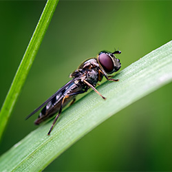 Flying Insects-Rod Hill-finalist-SPECIAL-Macro-3438