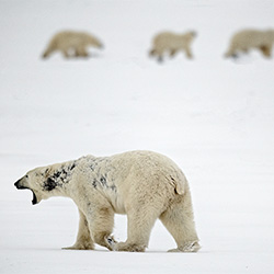 Alopecia Bear-Michelle Valberg-finalist-NATURE-Wildlife -3395