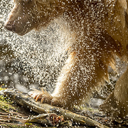 Spirit Shake-Off-Michelle Valberg-finalist-NATURE-Wildlife -3396