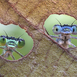 Facing the window-Alberto Ghizzi Panizza-bronze-NATURE-Other -3272