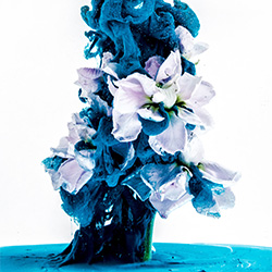 Ink flower-Hide Obara-bronze-NATURE-Flowers -3264