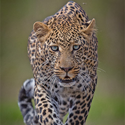 Blue Eyed Boy-Ashish Parmar-finalist-NATURE-Wildlife -3601