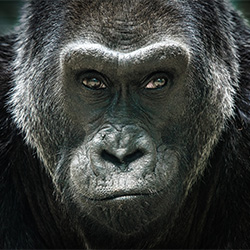 SILVERBACK-Richard Bradbury-bronze-NATURE-Wildlife -3263