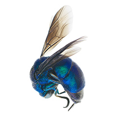 Entomology Series-David Bagosy-finalist-FINE ART-Still Life -3726