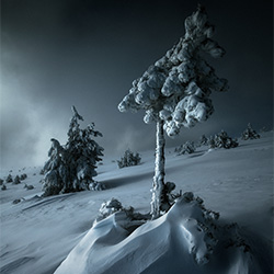 Phantom-David Bouscarle - Pro-finalist-NATURE-Trees -3690