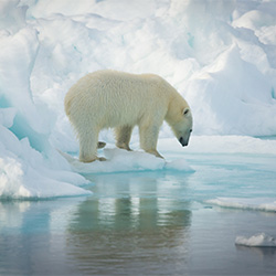 Contemplation-Christine Crosby-finalist-NATURE-Wildlife -3683