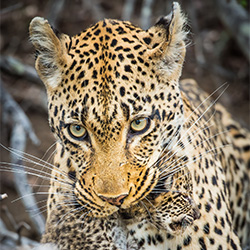 Tambvoti-Christine Crosby-finalist-NATURE-Wildlife -3684