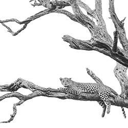 Mashaba Youg female-Christine Crosby-bronze-NATURE-Wildlife -3315