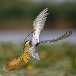 Vita da uccello - Bird life-Massimo TAMBORRA-finalist-NATURE-Wildlife -3737
