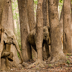 Hide and Seek in the woods-Deepa Alex-bronze-NATURE-Wildlife -3351