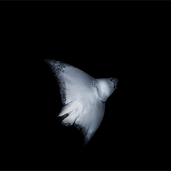 STRANGER-Lukas Charwat-finalist-NATURE-Underwater -3589