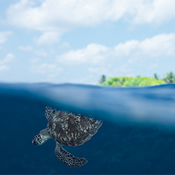 Splitting Turtle-Lukas Charwat-bronze-NATURE-Underwater -3249