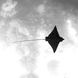 Flying Like An Eagle-Lukas Charwat-bronze-NATURE-Underwater -3251