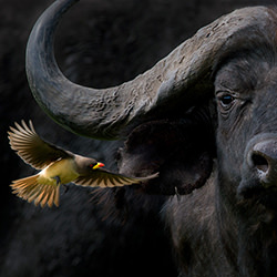 Cape Buffalo and Oxpecker-Barbara Fleming-bronze-NATURE-Wildlife -3922