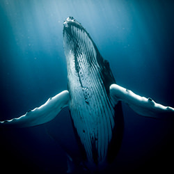 Maururu-Danny Sepkowski-finalist-NATURE-Underwater -4133