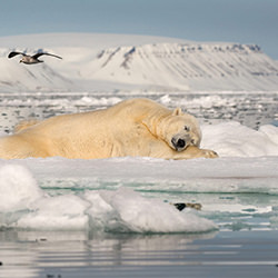 Dreaming of Sea Ice-Roie Galitz-bronze-NATURE-Wildlife -3899