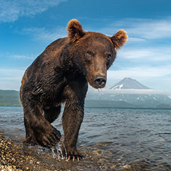 Brown Bear-Roie Galitz-bronze-EDITORIAL-Travel-3900
