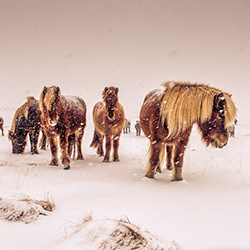 Icelandic Horses-Nick Kontostavlakis-bronze-NATURE-Wildlife -3961