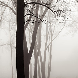 Midwest Memoir: Winter-Michael Knapstein-finalist-NATURE-Seasons -4218
