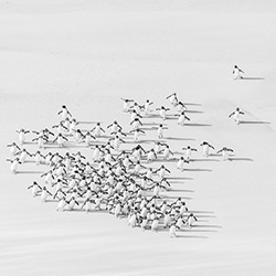Bringing home the bacon.-Usha Peddamatham-silver-NATURE-Wildlife -4537